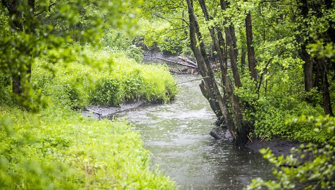 Lietus gaivina gamtą ir merkia praeivius