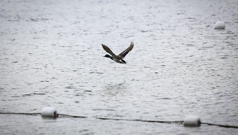 Šeštadienį saulė žmones džiugino neilgai – ją popiet pakeitė lietus.