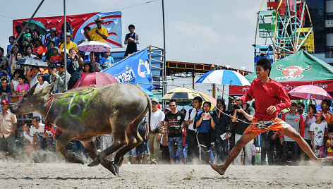 Buivolų lenktynės Tailande