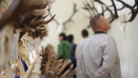 Žagarės dvare &ndash; trofėjų paroda su lapių medžioklės imitacija
