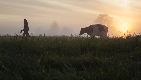 Kaip Dubingiuose gimsta sūriai 