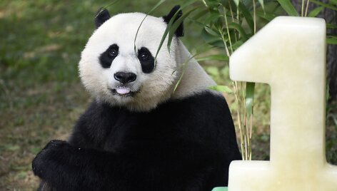 Va&scaron;ingtono zoologijos sodas &scaron;venčia pandos gimtadienį