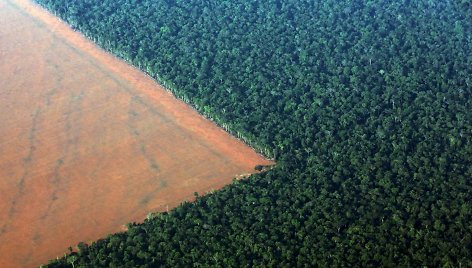 Iškirstų atogrąžų miškų plotai paruošti sojų pupelių plantacijoms