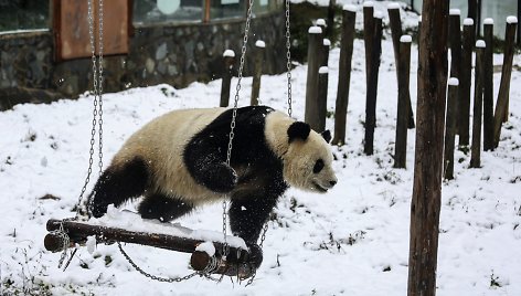 Didžioji panda ant sūpynių