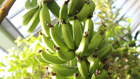 Kretingos muziejaus Žiemos sode ėmė nokti bananai.