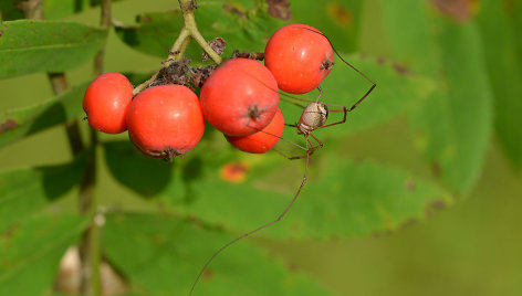 Paprastasis šienpjovys