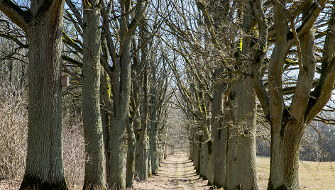 Vilkyškių ąžuolų alėja