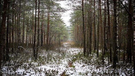 Ilgesingas Varnikų &scaron;auksmas: pasigrožėti &scaron;lapiu sniegu apdribusia gamta