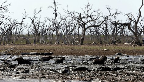 Dėl sausros Paragvajuje išdžiuvusi upė