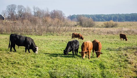 Karvės pievoj