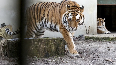 Pavasarį Lietuvos zoologijos sode – meilės metas