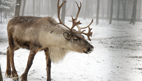 Lietuvos zoologijos sodo gyvūnai ūkanotą dieną