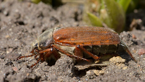 Paprastasis grambuolys