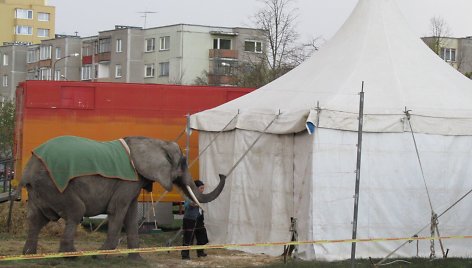 Šiaulių cirke – gyvūnų laikymo pažeidimai