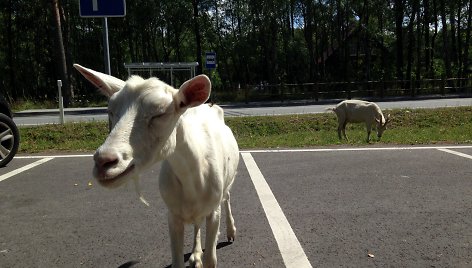 Ožkos kelyje Preila - Nida