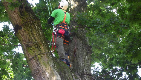 Arboristų darbo vieta &ndash; medžiai