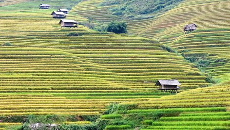 Ryžių terasos Mu Cang Chai regione Vietname