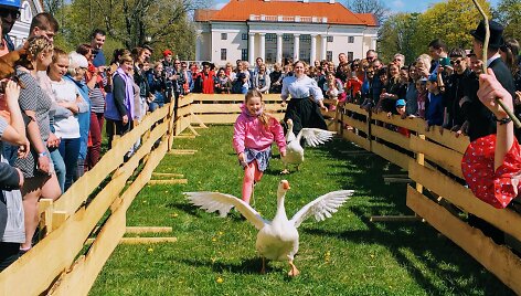Pakruojo dvare savaitgaliais galima i&scaron;vysti žąsų lenktynes