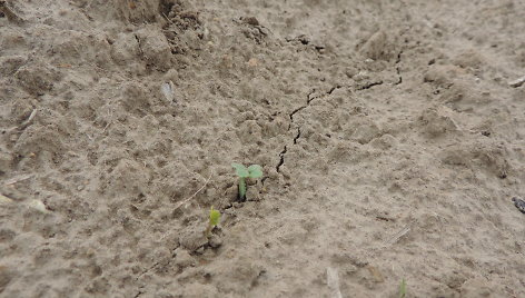 Lokaliai iškritęs stiprus lietus sudarė plutą, pro kurią gležni rapsų daigai neprasikalė