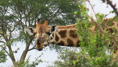 Į Ugandą paprastai vykstama dėl gamtos ir ten esančios gyvūnijos