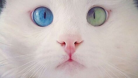 10 tūkst. sekėjų tinkle &bdquo;Instagram&ldquo; turinti katė Alos