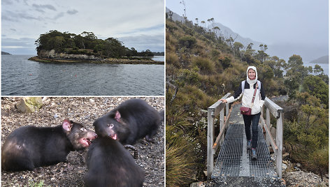 Tasmanija