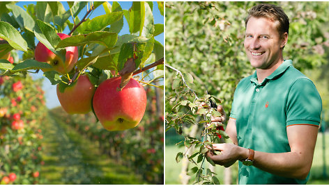 Agronomas T.Gurskas apie tai, kas padės išlaikyti sultingus obuolius per žiemą ir išvengti puvinio