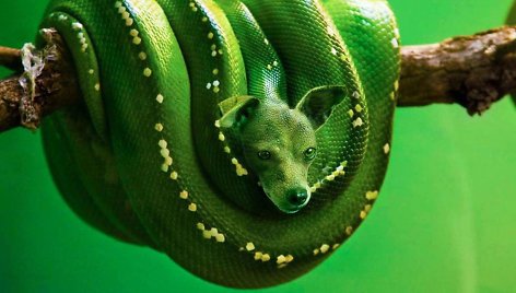 Šuns ir gyvatės hibridas