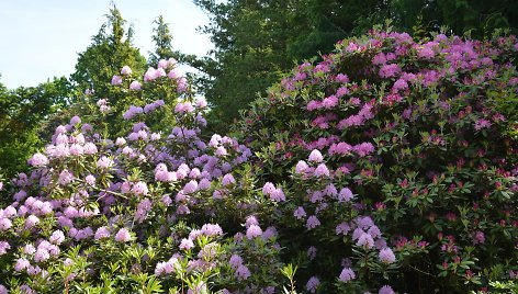 Dubravos arboretume skleidžiasi rododendrų kolekcija