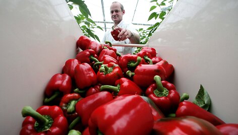 Raudonoji paprika