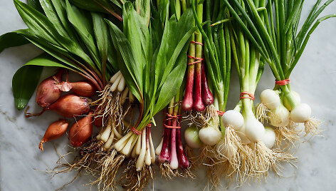 Allium gentis