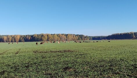 Gyventojus terorizuojanti galvijų banda