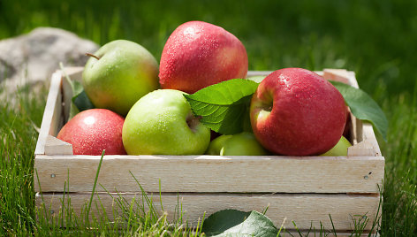 Perdirbėjai nebesuperka obuolių krituolių, šiemet laukiama mažesnio derliaus