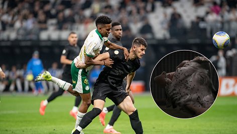 „Corinthians“ ir „Palmeiras“ rungtynėse į aikštę skriejo kiaulės galva