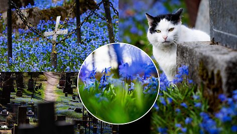 Fotografės Gretos Skaraitienės objektyve mėlynai pražydusios sibirinės scylės Bernardinų kapinėse