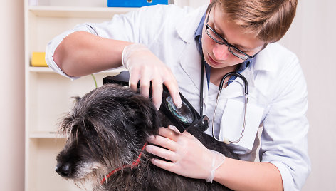 Šuo pas veterinarą