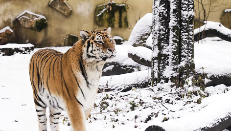 Žiema Lietuvos zoologijos sode