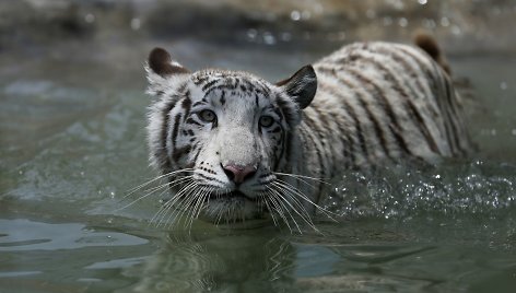 Baltojo bengalinio tigro jauniklė Limos privačiame zoologijos sode