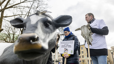 Prie Vyriausybės ūkininkų protestas dėl pieno supirkimo kainų