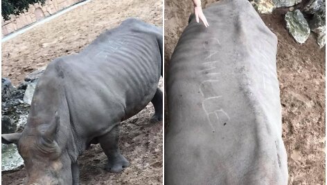 Zoologijos sodo lankytojai ant raganosio vinimi i&scaron;raižė savo vardus