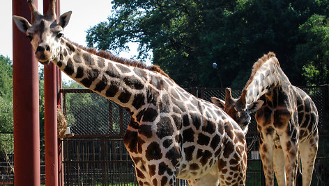 Naujoji žirafų pora Lietuvos zoologijos sode – senbūvis Gudrutis ir naujokas Nafaris