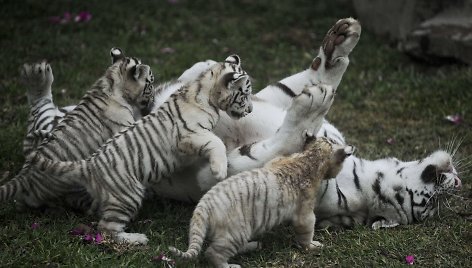 Baltojo tigro jaunikliai žaidžia su mama Peru zoologijos sode