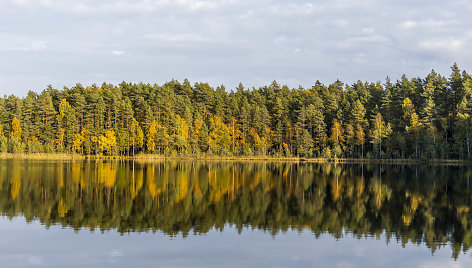 Ruduo Labanoro girioje