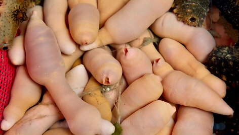 Jūrinės kirmėlės (Urechis caupo)