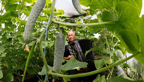 Velerijus kasdien groja savo auginamiems agurkams &scaron;iltnamyje, kad jie augtų didesni ir skanesni