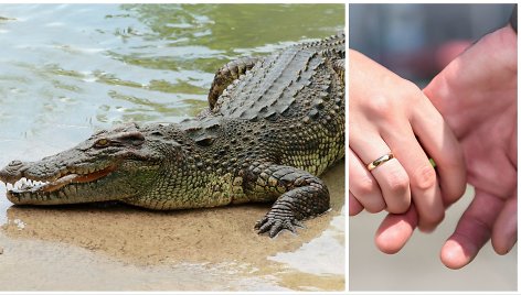 Krokodilas / vestuvės
