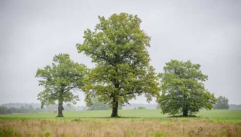 Lietus gaivina gamtą ir merkia praeivius