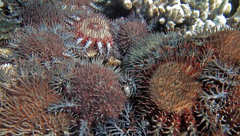 Didysis barjerinis rifas Australijoje