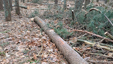 Nupjauti medžiai Vilniaus Valakupių girininkijai priklausančiame sklype 