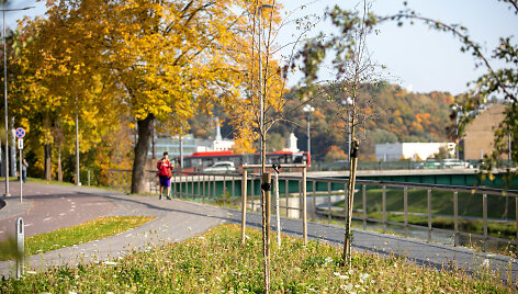 Vilniaus medžiai &ndash; ir gražūs, ir nuskurdę